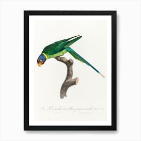 The Plum Headed Parakeet, Male From Natural History Of Parrots, Francois Levaillant Art Print