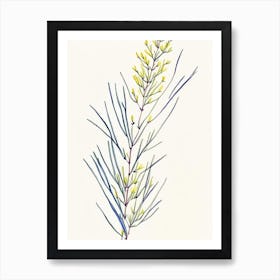 Ephedra Herb Minimalist Watercolour 3 Art Print