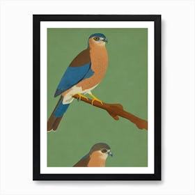 Eurasian Sparrowhawk 2 Midcentury Illustration Bird Art Print