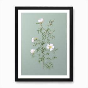 Vintage Hedge Rose Botanical Art on Mint Green n.0406 Art Print