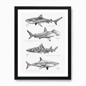 Sharks Art Print Art Print