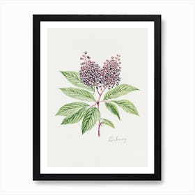 English Hedgerow Elderberry - Textured Botanical Wall Print Set | Floral Collection Art Print Art Print