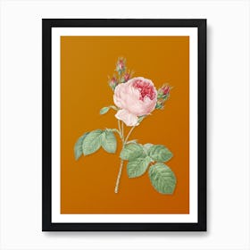 Vintage Pink Cabbage Rose Botanical on Sunset Orange n.0343 Art Print