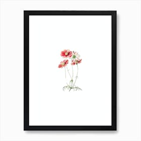 Vintage Fine Leaf Cosmus Flower Botanical Illustration on Pure White n.0463 Art Print