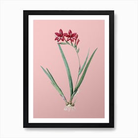Vintage Gladiolus Cardinalis Botanical on Soft Pink n.0232 Art Print