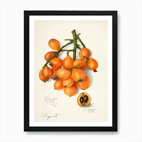 Lychee Fruit Art Print