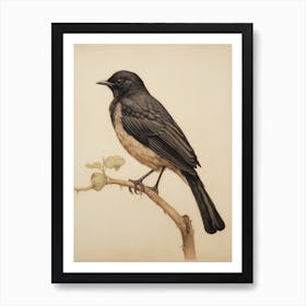 Vintage Bird Drawing Blackbird 3 Art Print