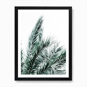 Palm Tree On White Background Art Print