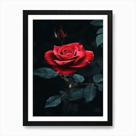 Dark Rose 11 Art Print