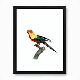 Vintage Sun Parakeet Bird Illustration on Pure White 1 Art Print