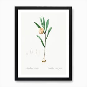 Fritillaria Latifolia Illustration From Les Liliacées (1805), Pierre Joseph Redoute Art Print