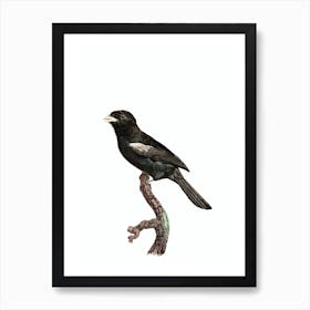 Vintage Black Fronted Nunbird Bird Illustration on Pure White Art Print