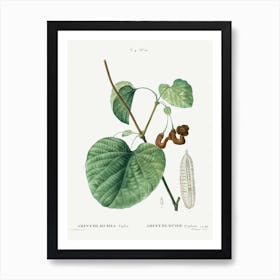 Dutchman S Pipe, Pierre Joseph Redoute Art Print