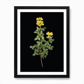 Vintage Common Cytisus Botanical Illustration on Solid Black n.0471 Art Print