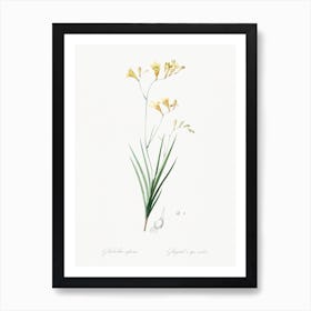 Freesia Illustration From Les Liliacées, Pierre Joseph Redouté Art Print