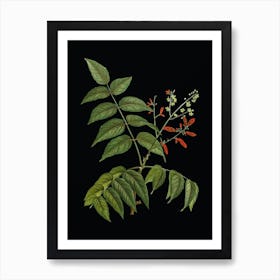 Vintage Tree of Heaven Botanical Illustration on Solid Black n.0821 Art Print