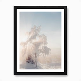 Soft Light Trough A Frozen Tree Art Print