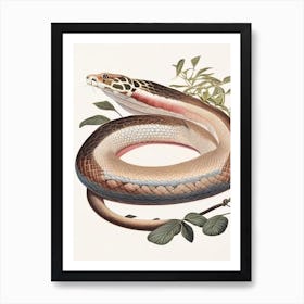 Cuban Boa 1 Vintage Art Print