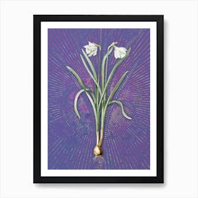 Vintage Narcissus Candidissimus Botanical Illustration on Veri Peri n.0081 Art Print