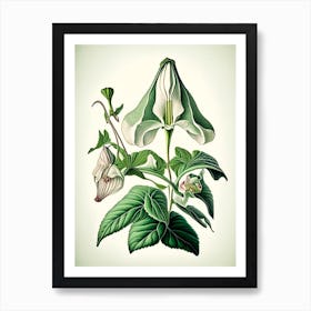 Trillium Wildflower Vintage Botanical Art Print