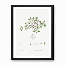 Trianthema Monogyna, Pierre Joseph Redoute Art Print