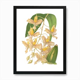 Orchids 6 Art Print