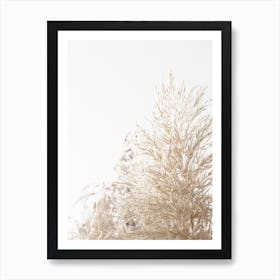 Dried Wheat Grass Art Print