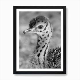 Baby Ostrich Art Print