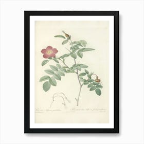 Rose Illustration, Pierre Joseph Redoute (80) Art Print