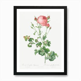 Celery Leaved Variety Of Cabbage Rose, Pierre Joseph Redoute Art Print