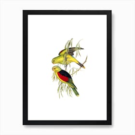 Vintage Red Winged Lory Bird Illustration on Pure White n.0470 Art Print
