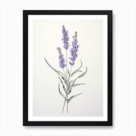 Lavender Flower Vintage Botanical 0 Art Print