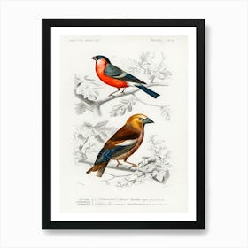 Different Types Of Birds, Charles Dessalines D'Orbigny 14 Art Print