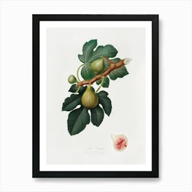Fig (Ficus Carica Sativa) From Pomona Italiana (1817 - 1839), Giorgio Gallesio 2 Art Print