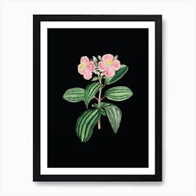 Vintage Starry Osbeckia Flower Botanical Illustration on Solid Black n.0329 Art Print