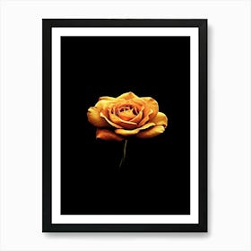 Single Rose 16 Art Print