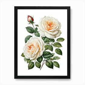 Vintage Galleria Style Rose Art Painting 31 Art Print