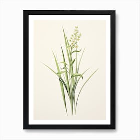 Lemongrass Vintage Botanical Herbs 0 Art Print