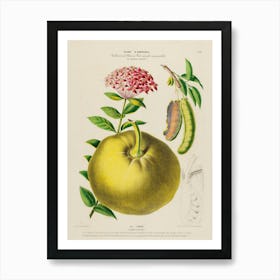 Pomegranate 8 Art Print