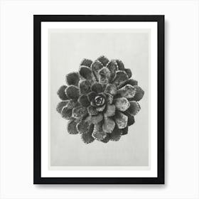 Margined Pyramidal Saxifrage (1928), Karl Blossfeldt Art Print