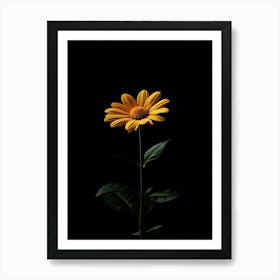 Single Yellow Daisy Art Print