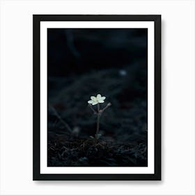 Single Flower In The Dark 69 Art Print