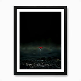 Single Red Poppy 7 Art Print