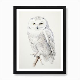 Vintage Bird Drawing Snowy Owl 4 Art Print