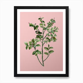 Vintage Bilberry Botanical on Soft Pink n.0811 Art Print