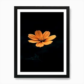 Orange Flower 20 Art Print