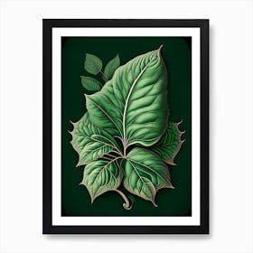 Basil Leaf Vintage Botanical 3 Art Print