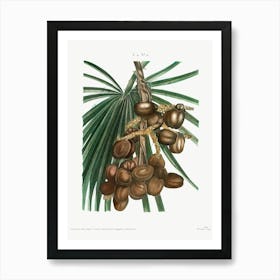 Date Palm, Pierre Joseph Redoute Art Print