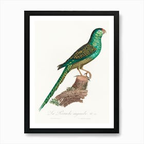 The Ingambe Parakeet From Natural History Of Parrots, Francois Levaillant Art Print