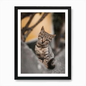 Curious Kitten Cute Cat On The Wall Art Print